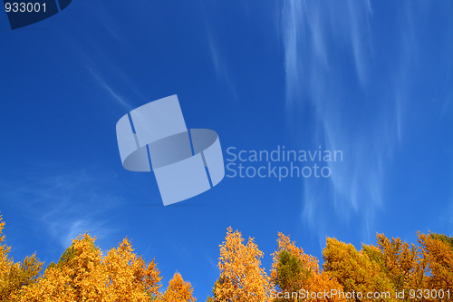 Image of background with tops of autumn trees under sky