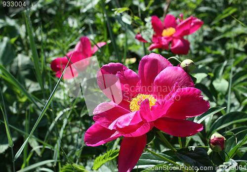 Image of blossom peonies