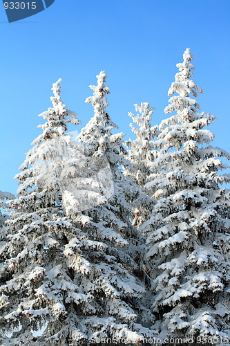 Image of fir trees