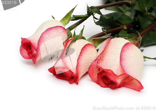 Image of roses on white