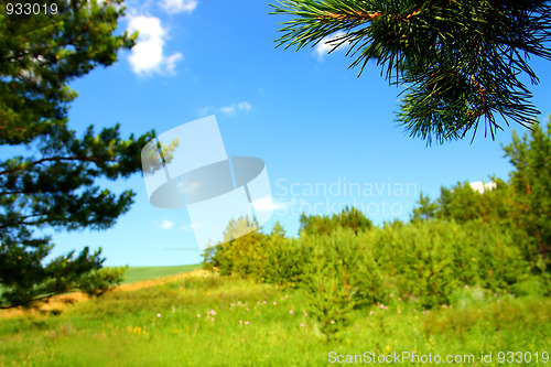 Image of summer landscape with pine branch