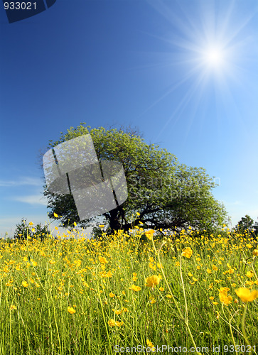 Image of strange tree and buttercups