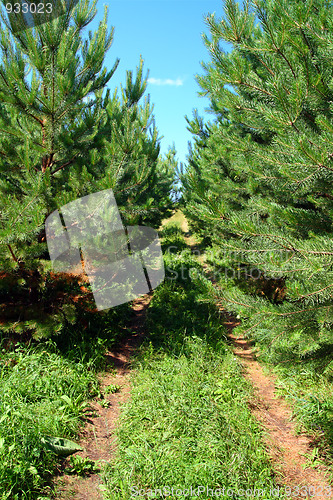 Image of rural road in pine woods