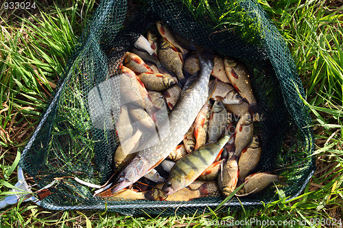 Image of fish in landing-net on grass