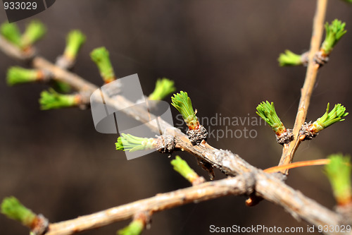 Image of branch of larch with blooming buds