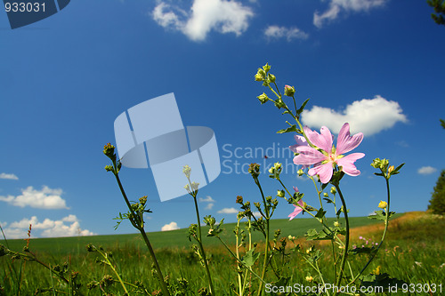 Image of mallow wildflower on meadow background