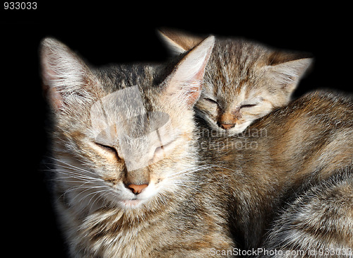 Image of sleeping cats