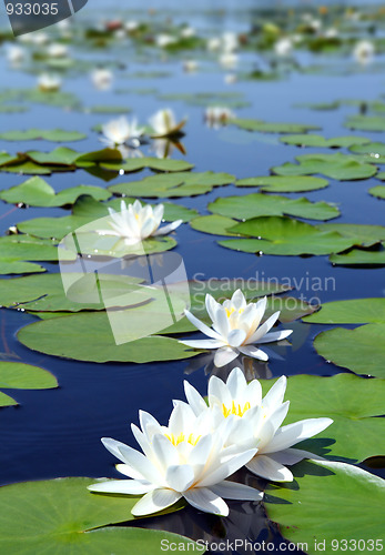 Image of summer lake with water-lily flowers