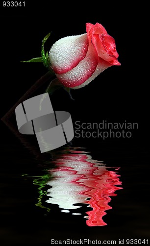 Image of rose on black with reflection