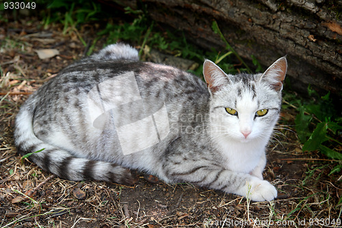Image of lying gray striped cat