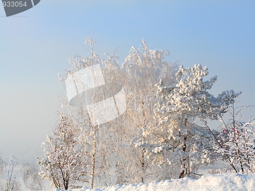 Image of snow trees in frosty day