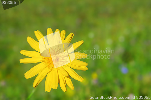 Image of yellow flower close-up