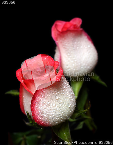 Image of two white with red border roses