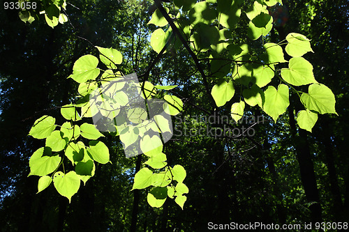 Image of lime-tree leaves in sunlight