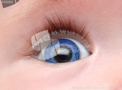 Image of baby blue eye