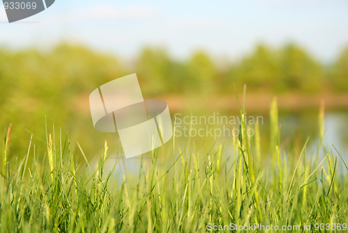 Image of grass and lake
