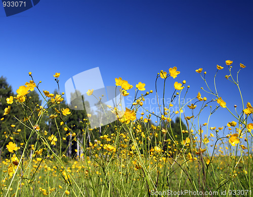 Image of buttercup flowers in summer meadow