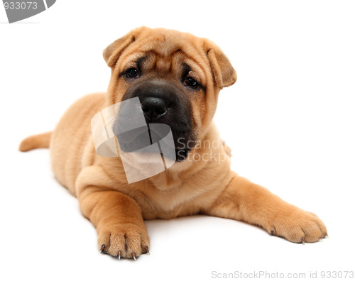 Image of shar pei puppy