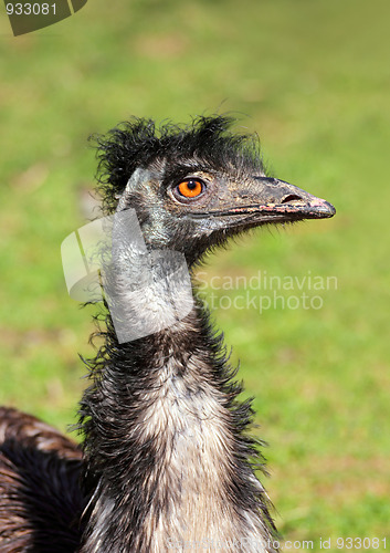 Image of bizarre ostrich bird head