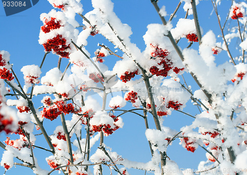 Image of ash-berry branches under snow