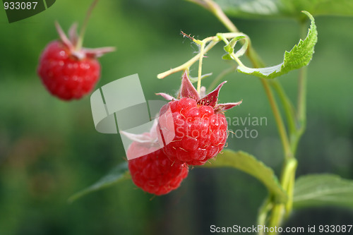 Image of raspberry