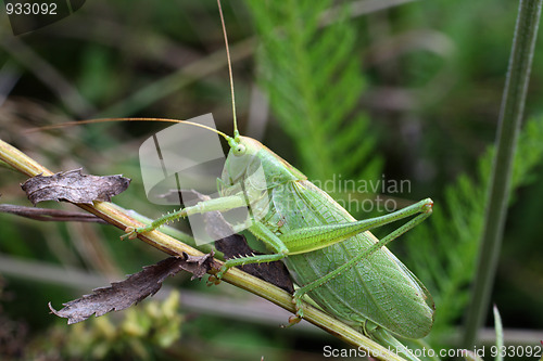 Image of grasshopper on grass