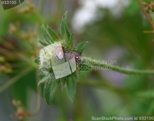 Image of Insects on a flower