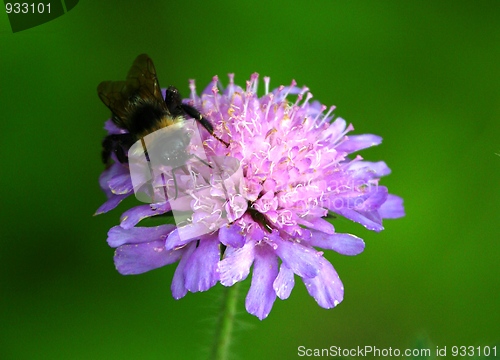 Image of Bumblebee