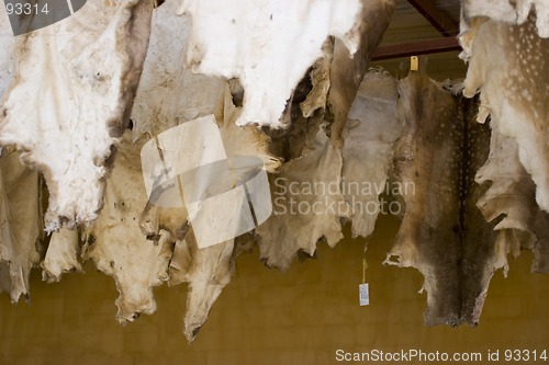 Image of Hides hanging up to dry