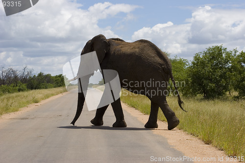 Image of African Elephant