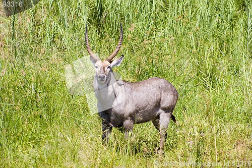 Image of Waterbuck