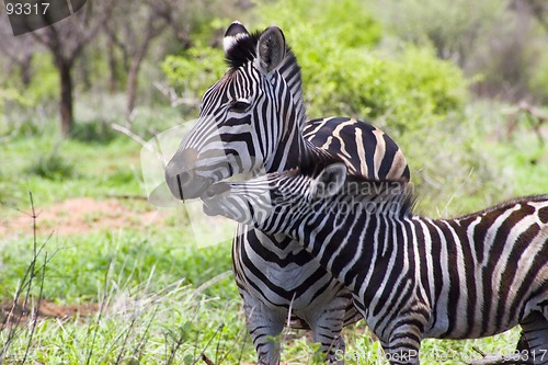 Image of Burchell's zebra