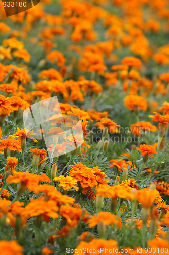 Image of Orange tagetes