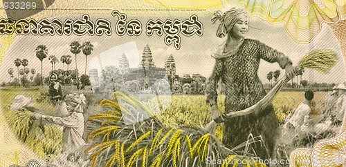 Image of Woman Harvesting Rice 