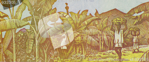 Image of Harvesting Bananas