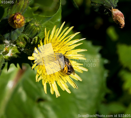 Image of Bee on flower
