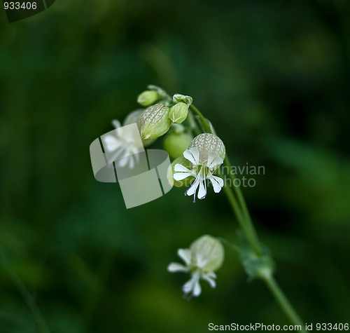 Image of Bladder Campion