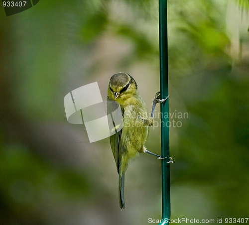 Image of Blue Tit fledgling clinging