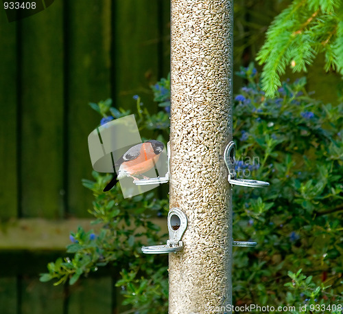 Image of Bullfinch