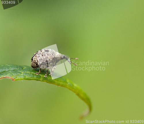 Image of Weevil Cionus hortulanus