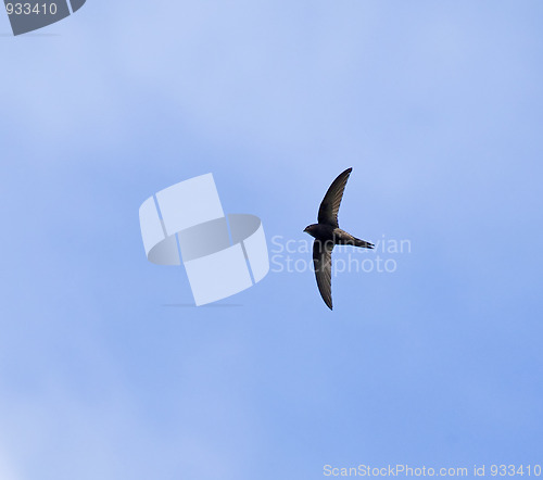 Image of Common Swift