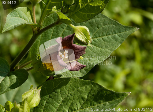 Image of Deadly Nightshade flower