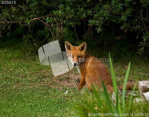 Image of Fox Cub sitting