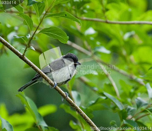 Image of Great Tit fledgling