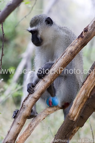 Image of Vervet monkey