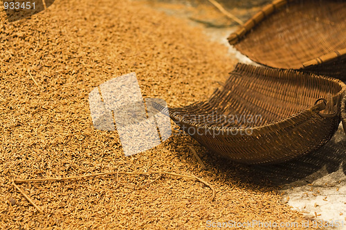 Image of unhusked rice