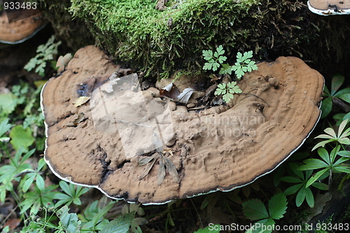 Image of Tree fungus