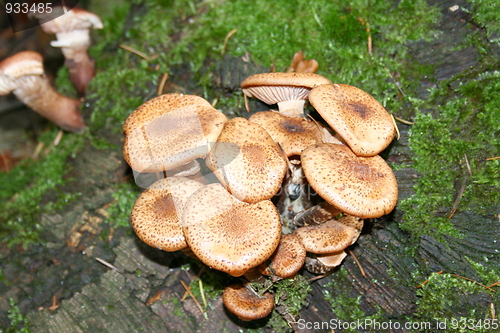 Image of Polypores