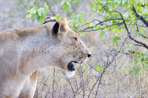 Image of African Lion