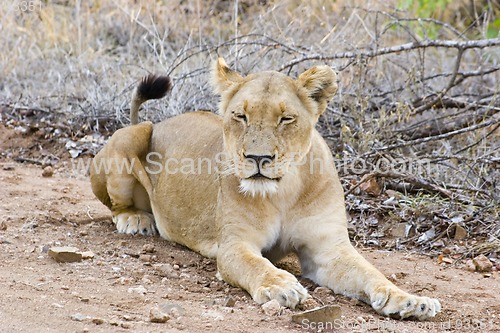 Image of African Lion